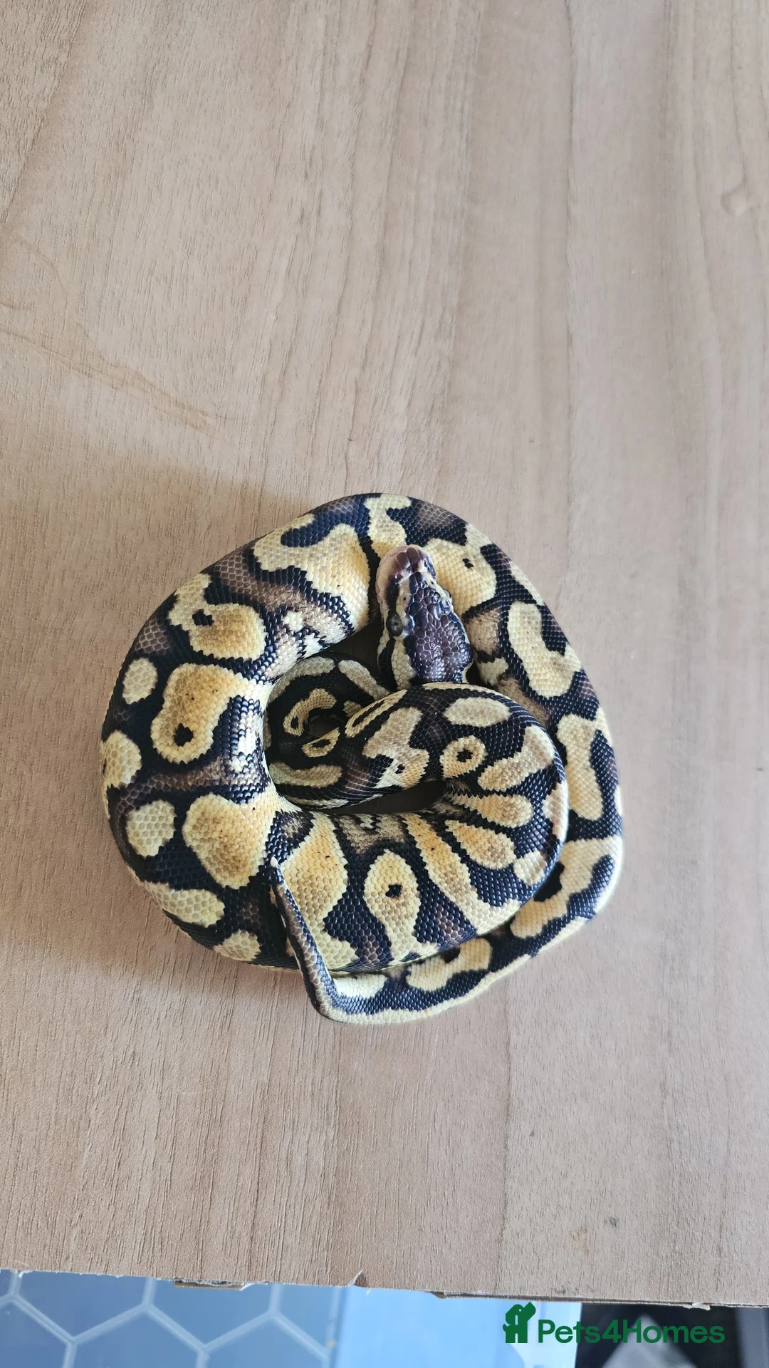Mixed Breed reptiles for sale: Ball pythons available - Advert 1