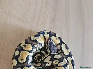 Mixed Breed reptiles Various animals for sale NOT £10 - Advert 1