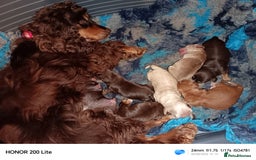 Cocker Spaniel dogs for sale: Cocker Spaniel puppies  - Image 11