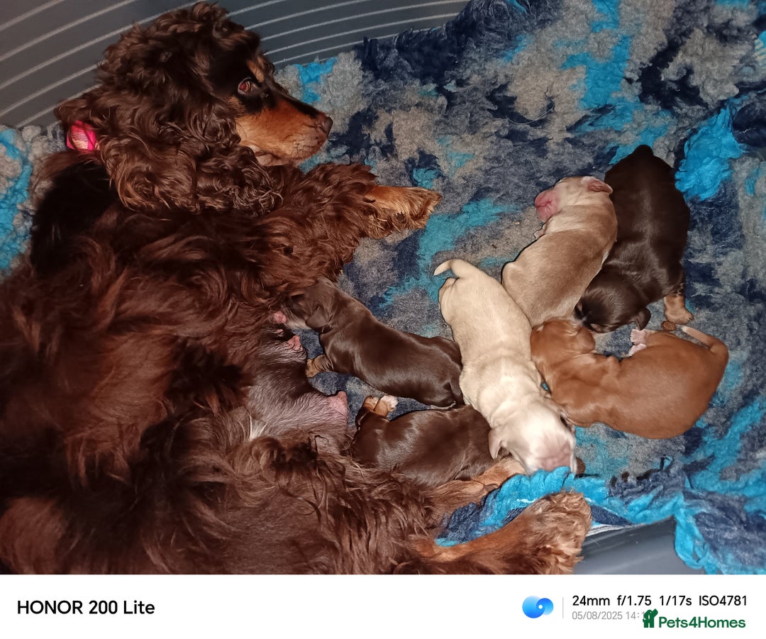 Cocker Spaniel dogs for sale: Cocker Spaniel puppies  - Image 11