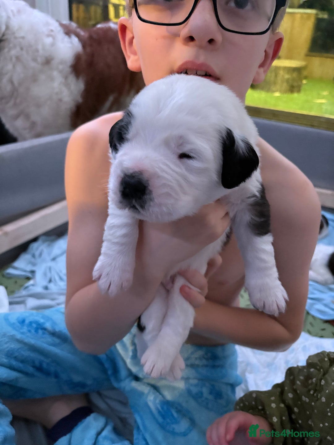 Saint Bernard dogs for sale: Saint Bernard puppies for sale  - Advert 3