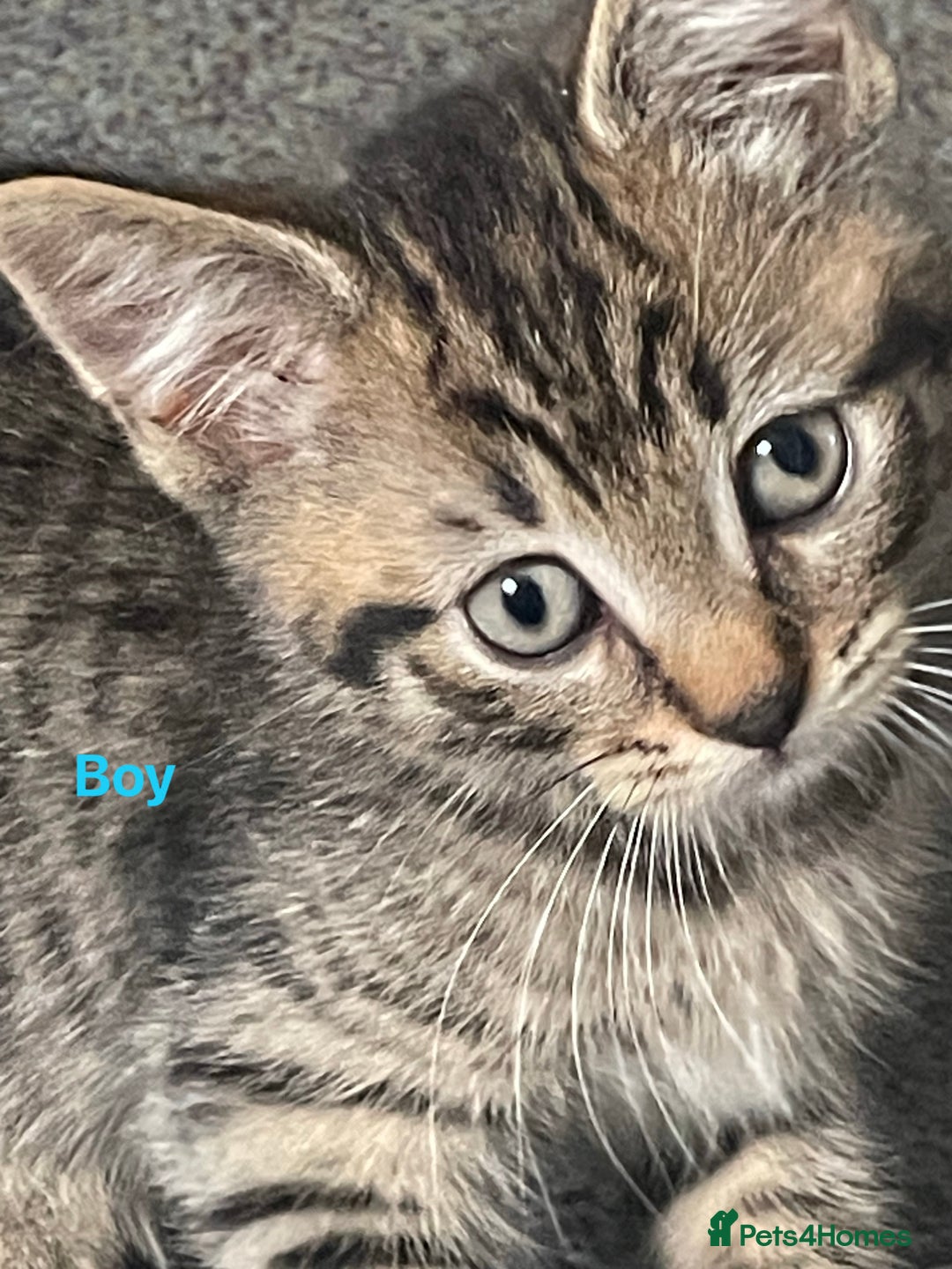 Bengal cats for sale: Bengal cross boy and girl - Image 4