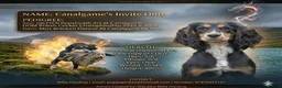 Cocker Spaniel dogs for stud: FTCH X OFTAW Health Tested Stud - Advert 1