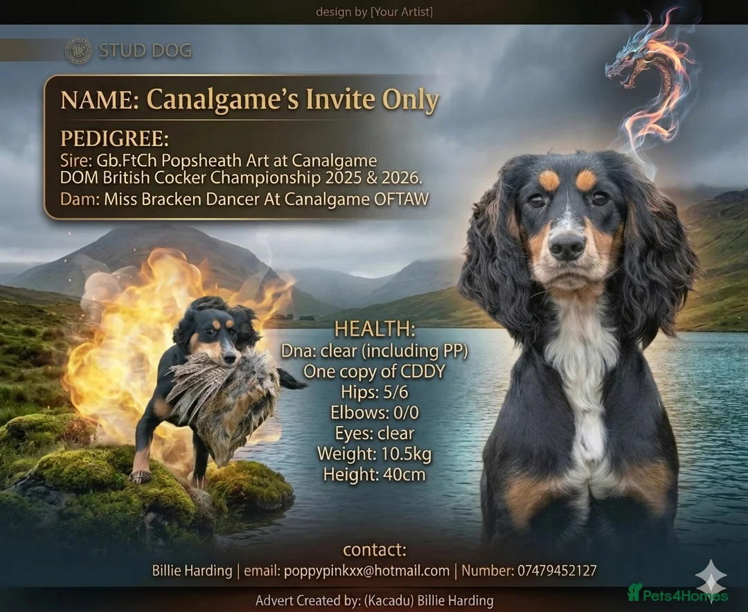 Cocker Spaniel dogs for stud: FTCH X OFTAW Health Tested Stud - Advert 1