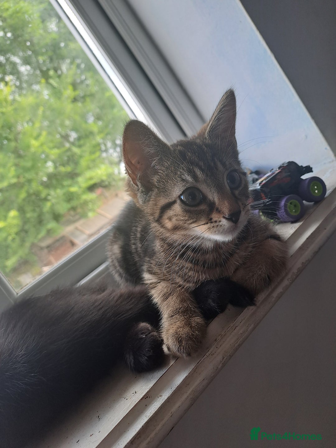Mixed Breed cats for sale: Beautiful Tabby Male  - Advert 1