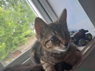 Mixed Breed cats Beautiful Tabby Male - Advert 1
