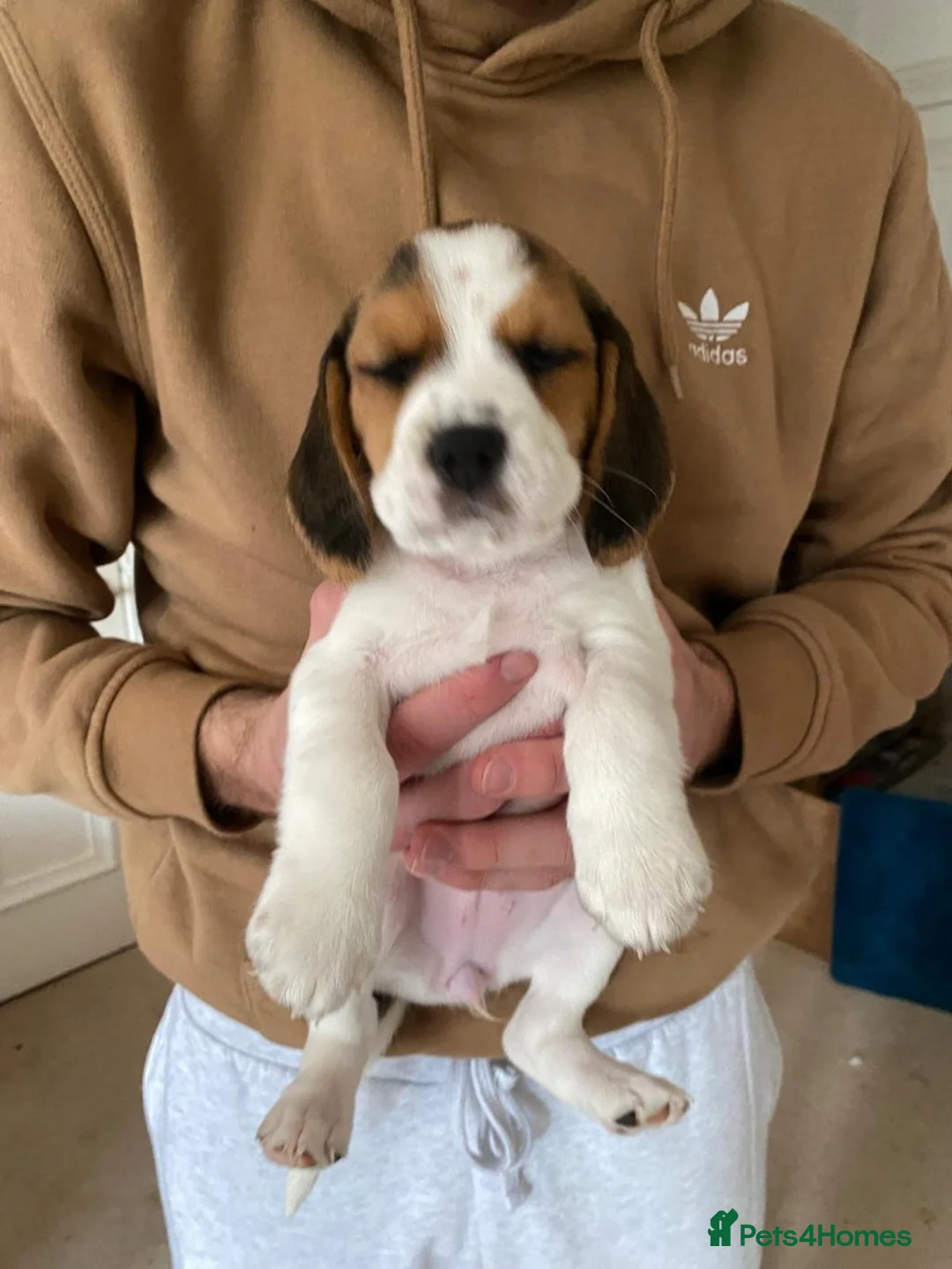 Beagle dogs for sale: Beagle chunky beagle pups for sale - Advert 9