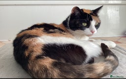 Mixed Breed cats for sale: Looking for forever Home - Image 4