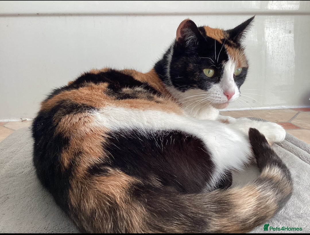 Mixed Breed cats for sale: Looking for forever Home - Image 4