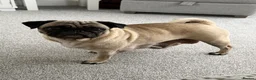 Pug dogs for sale: Pug puppies for sale  - Advert 3