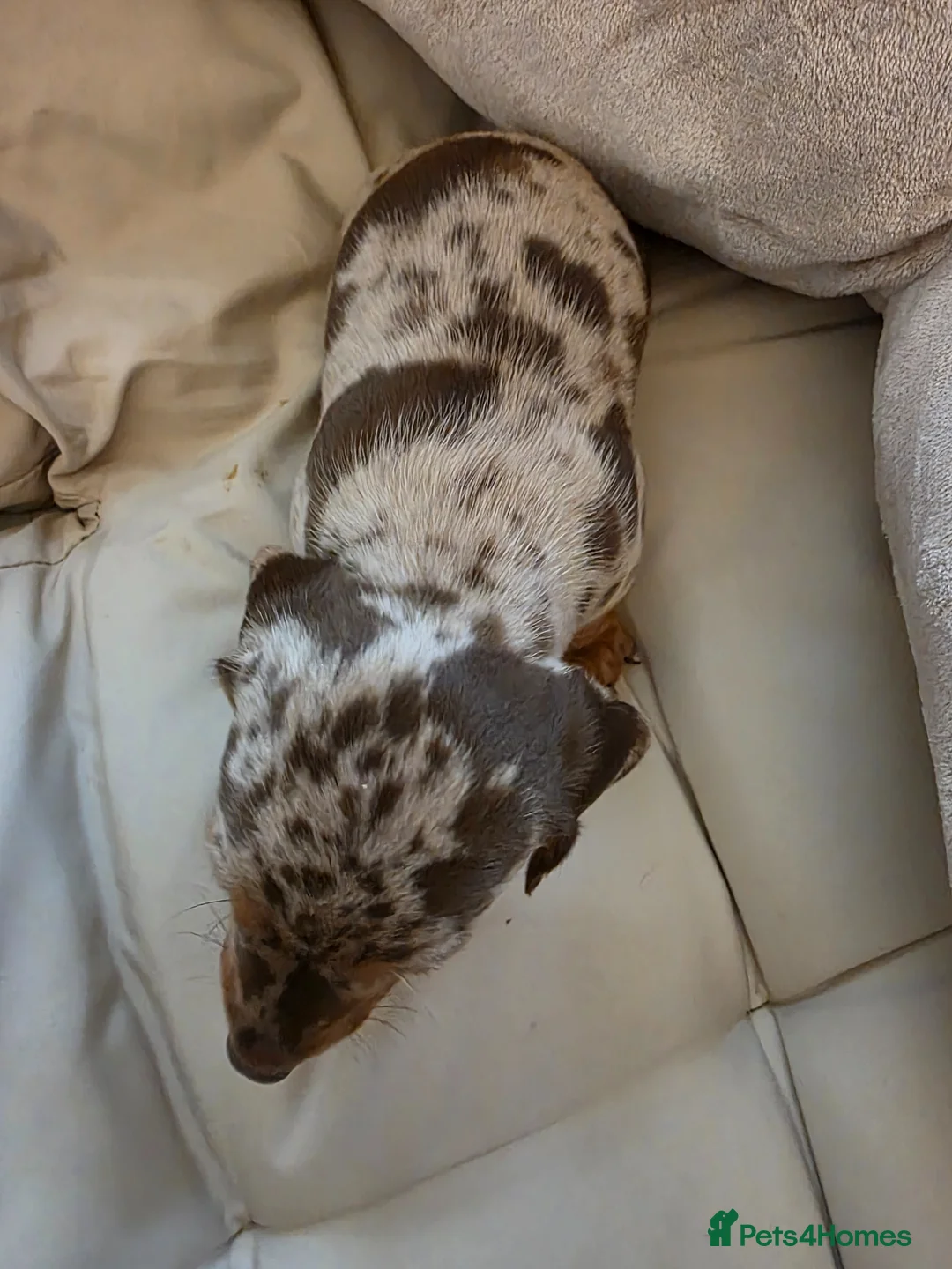 Miniature Dachshund dogs for sale: Minature dachshund chocolate dapple puppy - Advert 2