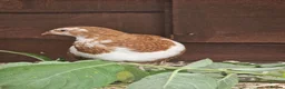Quail poultry for sale: Coturnix Quail Fertile Hatching Eggs  - Advert 8
