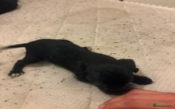 Patterdale Terrier dogs for sale: patterdale terrier pups ready to go - Image 6
