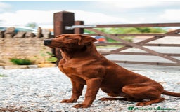 Labrador Retriever dogs for sale: Health tested extremely dark fox red Labradors - Image 12
