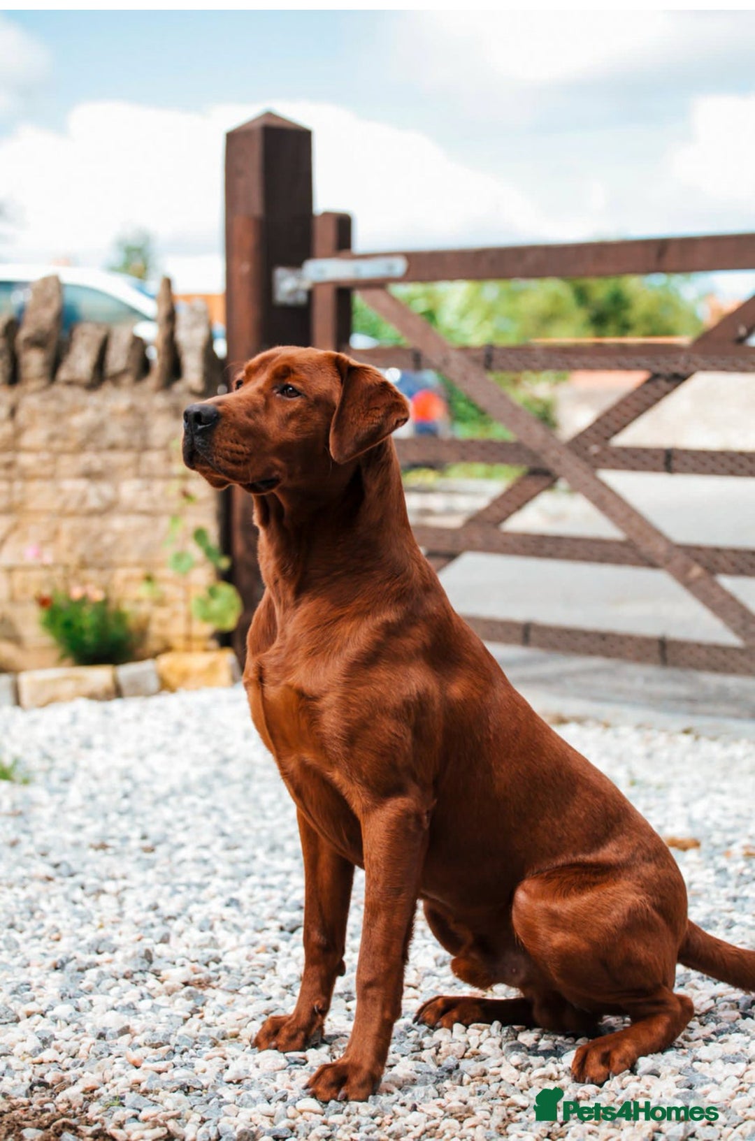 Labrador Retriever dogs for sale: Health tested extremely dark fox red Labradors - Image 12