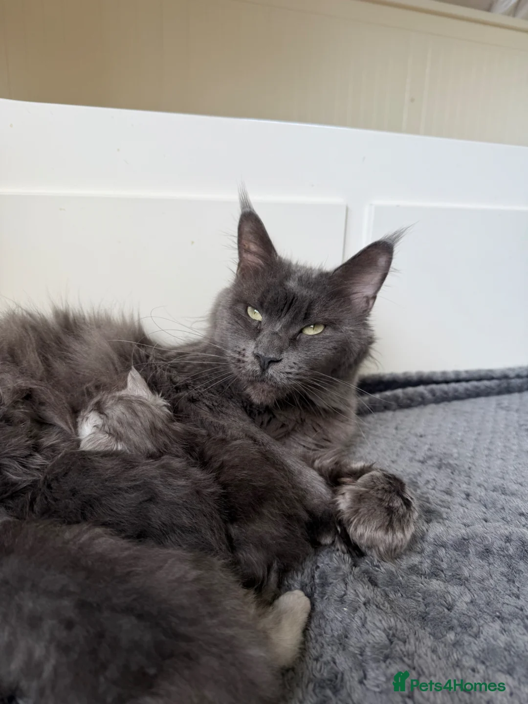 Maine Coon cats for sale: MoonsMaines kittens available! - Advert 11