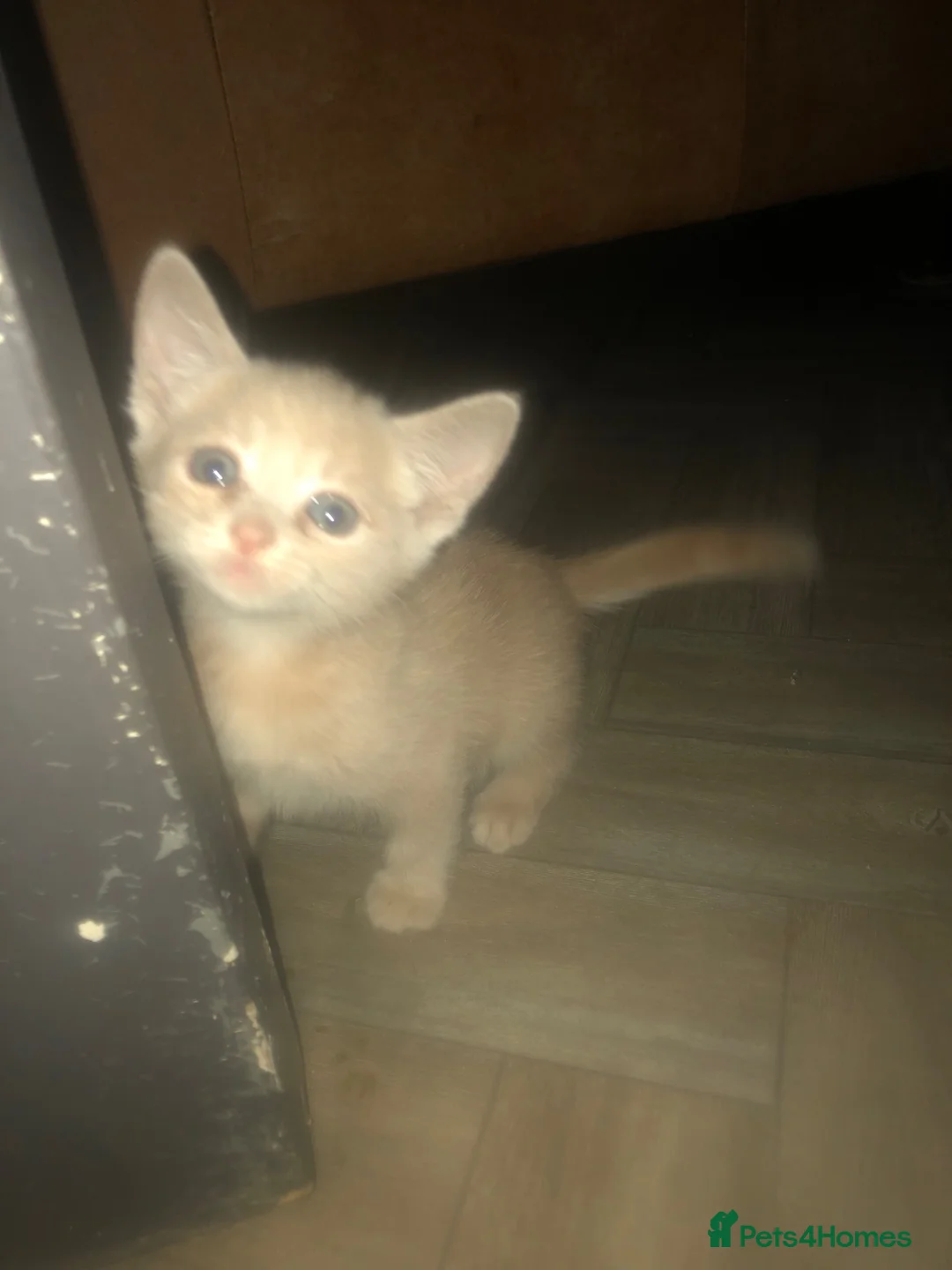 Mixed Breed cats for sale: Mixed kitten litter - Advert 12