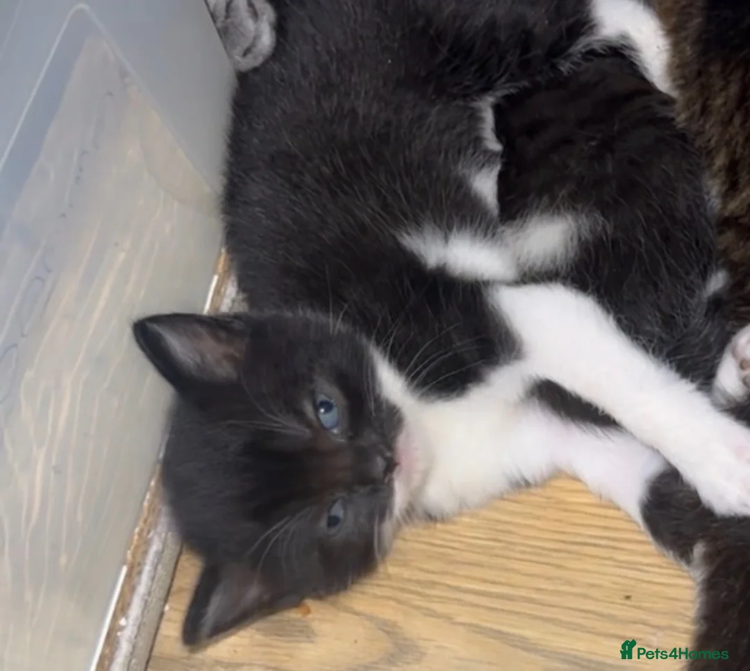 Mixed Breed cats for sale: British shorthair Crossbreed kittens for sale  - Advert 3