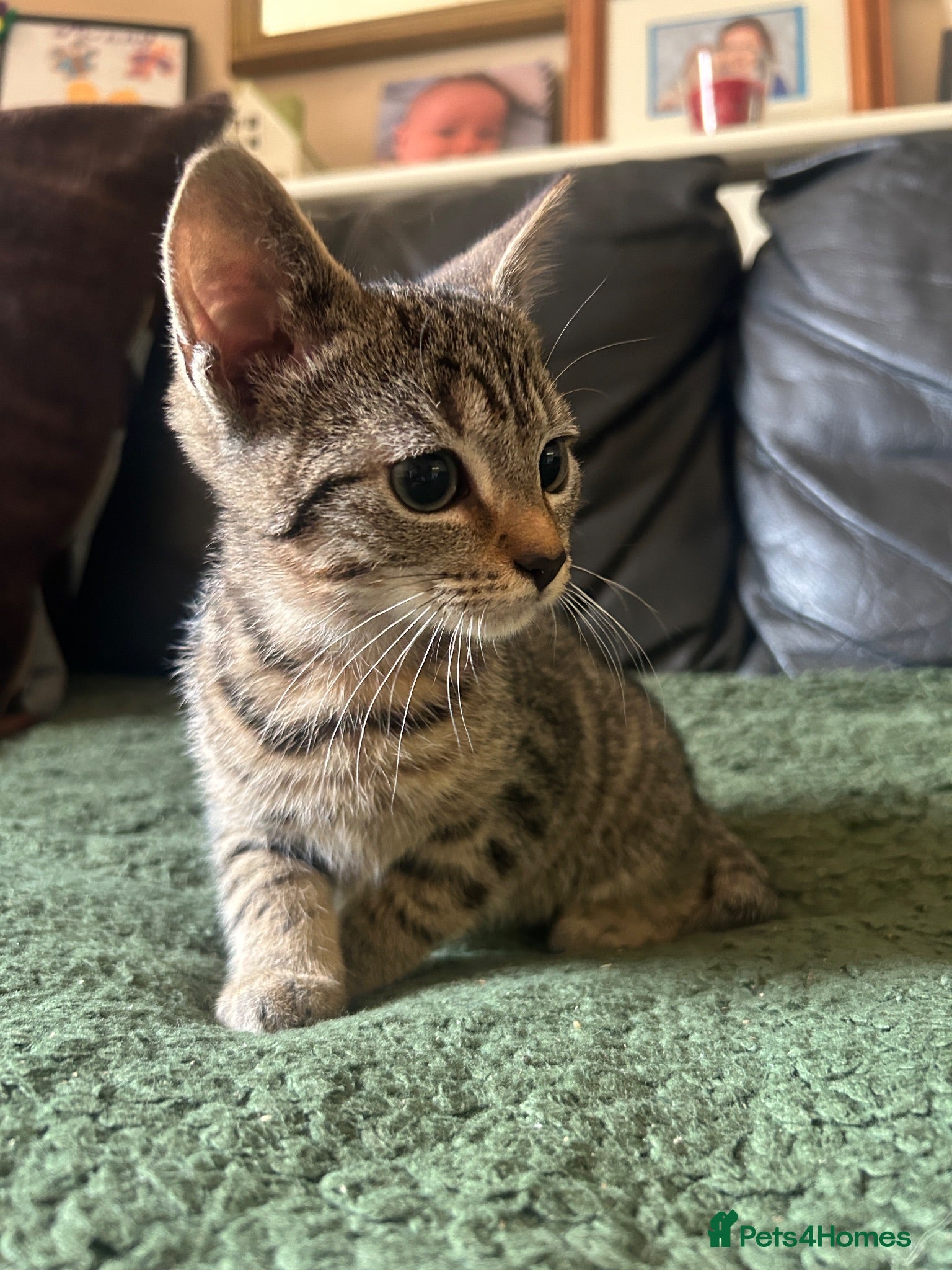 Mixed Breed cats Kittens ready for their forever home!  - Advert 1