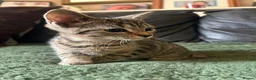 Mixed Breed cats for sale: Kittens ready for their forever home!  - Advert 1
