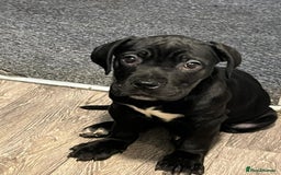 Cane Corso dogs for sale: Cane corso puppies - Advert 4