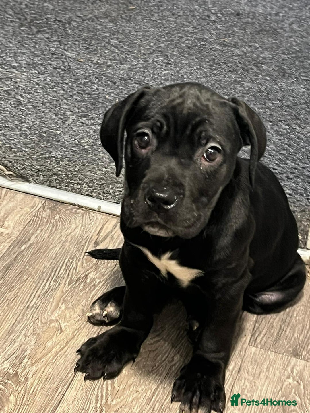 Cane Corso dogs for sale: Cane corso puppies - Advert 4