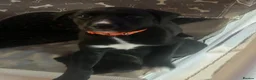 Borador dogs for sale: 6 Labrador /Borador Puppies for Sale Boys & Girls - Advert 17