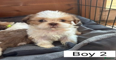 Shih Tzu dogs Four shih tzu boy puppy’s left! - Advert 2