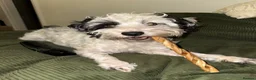 Jackapoo dogs for stud: Stud Male Jackapoo 4y/o  in Durham - Advert 9