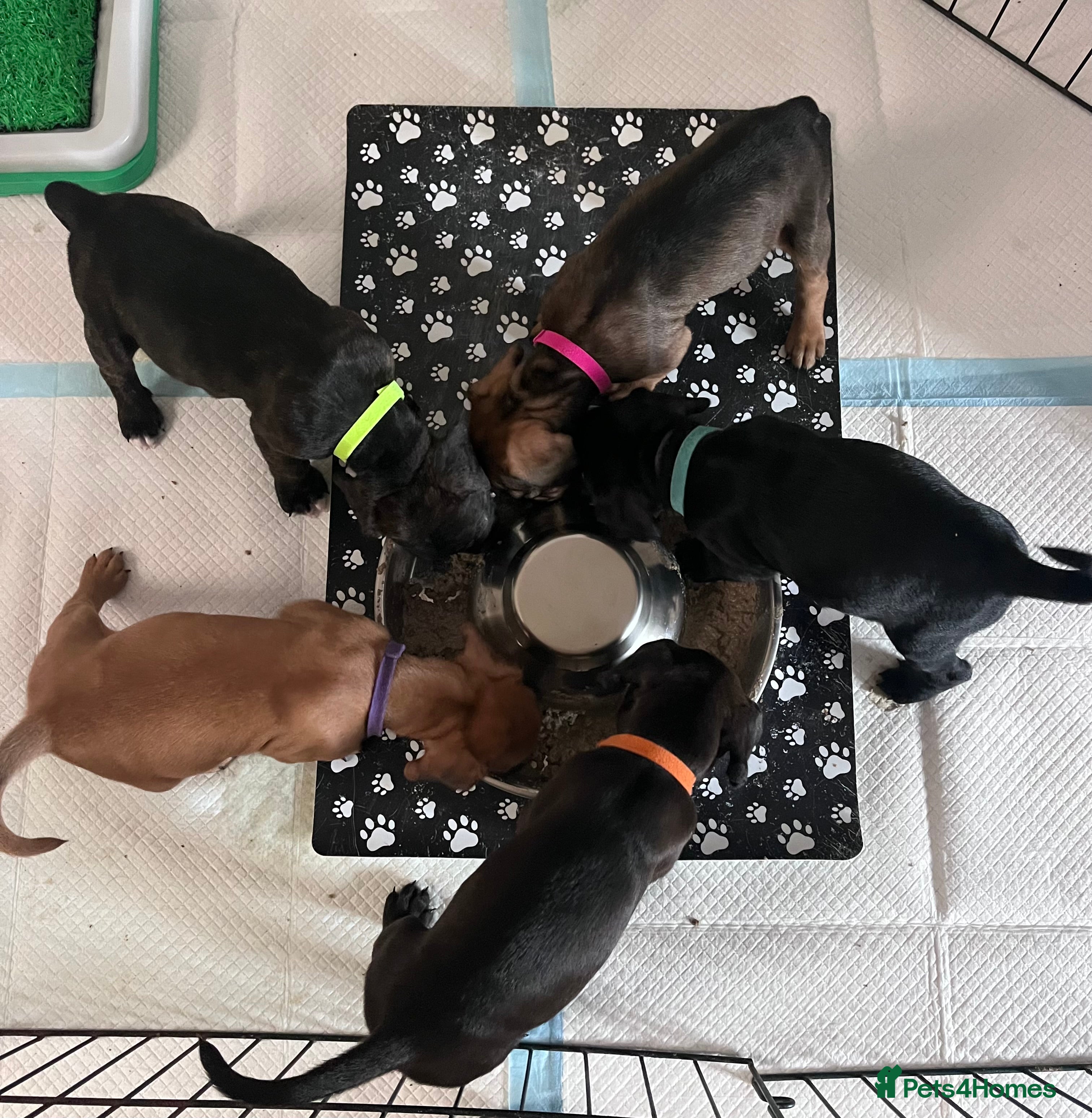 Mixed Breed dogs Sprocker spaniel x Frenchie-Pei  - Advert 6