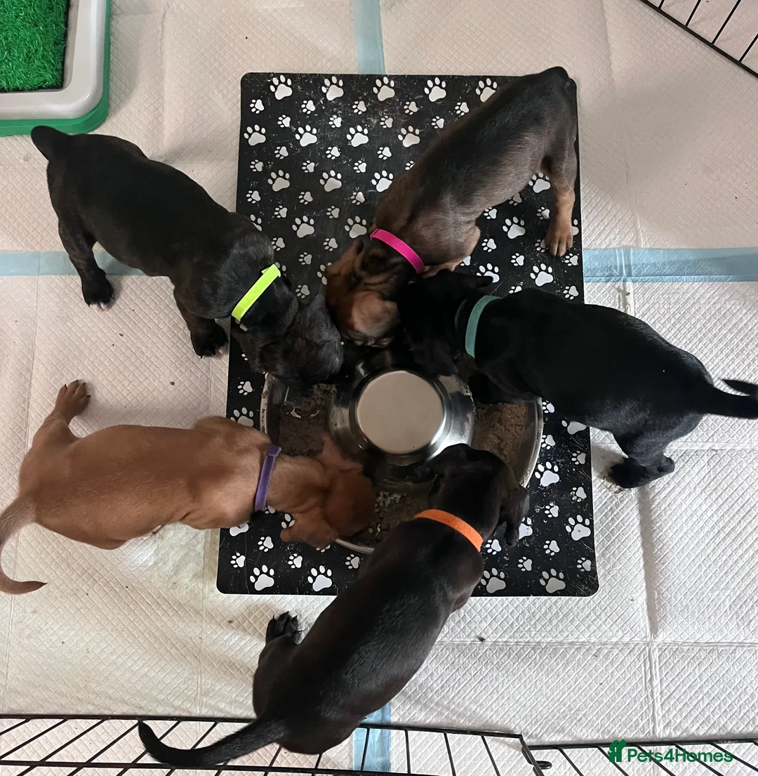 Mixed Breed dogs for sale: Sprocker spaniel x Frenchie-Pei  - Advert 1