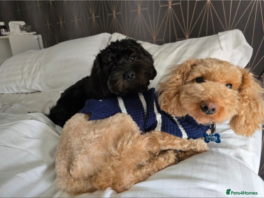 Shihpoo dogs ✨ F1B Shihpoo Puppies Looking for Forever Families - Advert 1