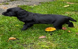 Cocker Spaniel dogs for sale: BLACK WORKING COCKER SPANIELS - Bitch and Dog - Image 15