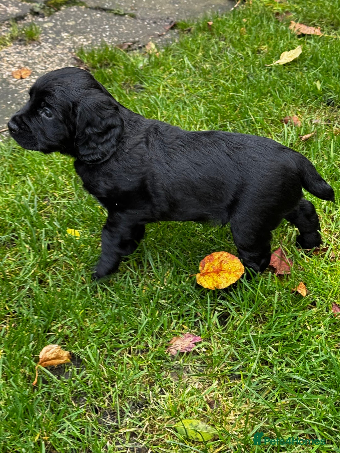 Cocker Spaniel dogs for sale: BLACK WORKING COCKER SPANIELS - Bitch and Dog - Image 15