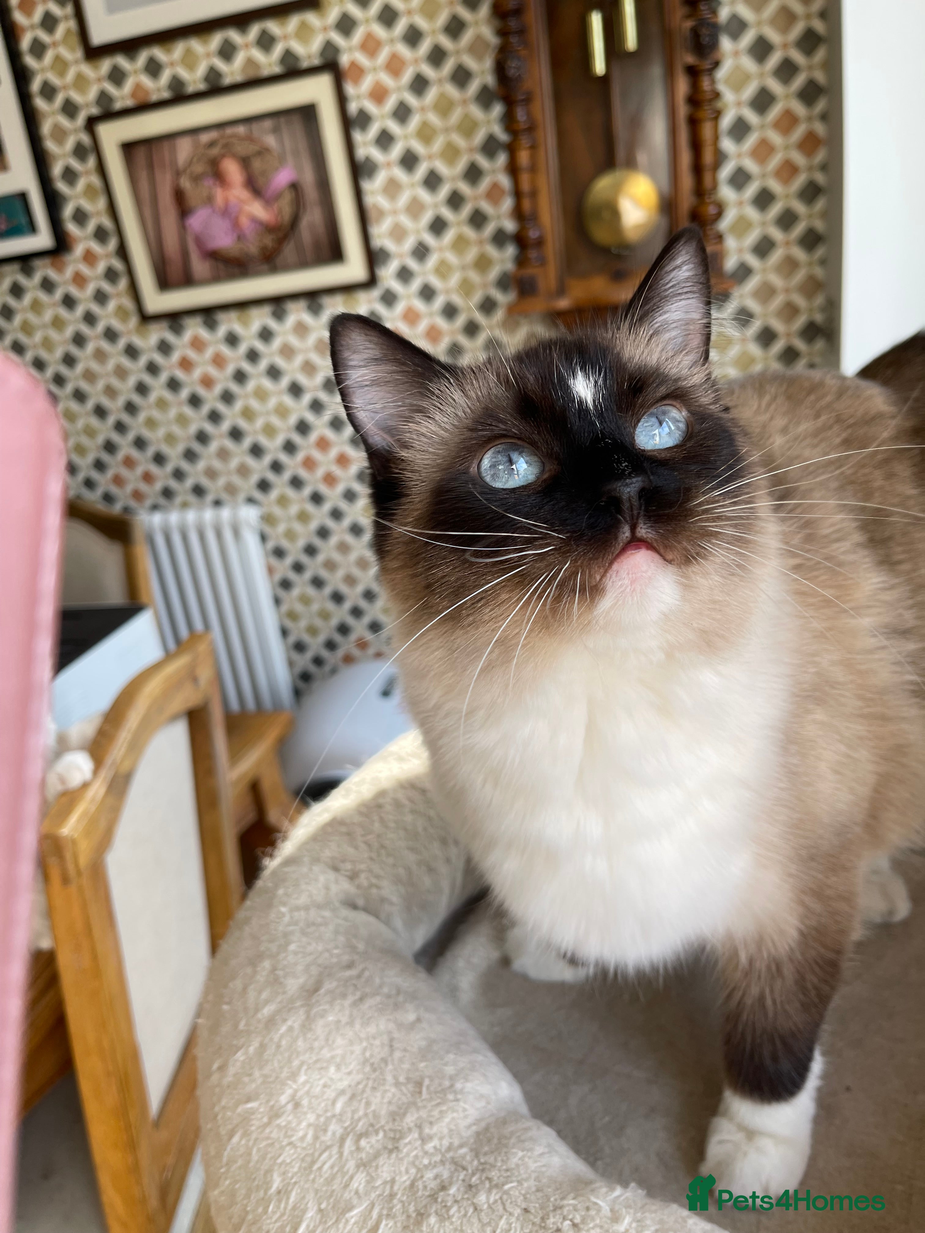 Ragdoll cats Cuddly and Curious Ragdoll Female - Advert 2