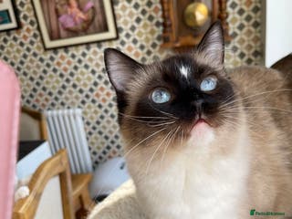 Ragdoll cats Cuddly and Curious Ragdoll Female - Advert 2