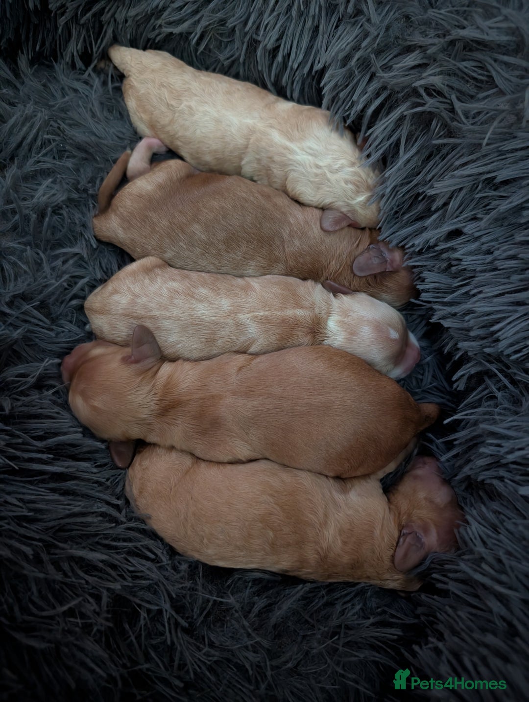 Cavapoo dogs for sale: Cavapoo puppies  - Image 1