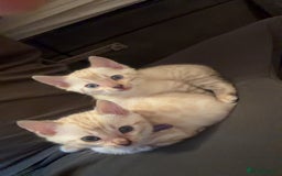 Bengal cats for sale: PURE BRED SNOW LYNX kittens 🐱 - Advert 8