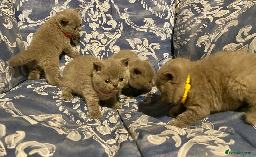 British Shorthair cats for sale: 💕Pure BSH Kittens – Family Raised, Ready December - Image 11