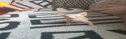 Sphynx cats for sale: Canadian sphynx ready to leave now  - Advert 37