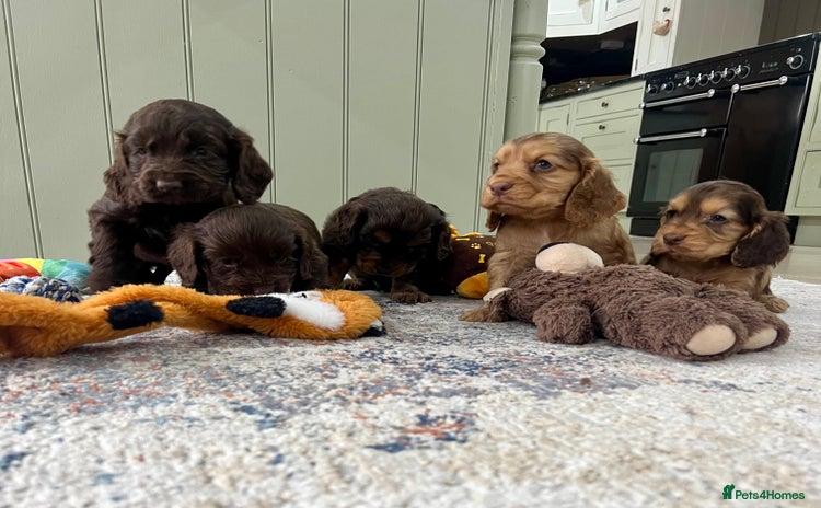 Cocker Spaniel dogs - Advert 9