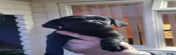 Labrador Retriever dogs for sale: Labrador puppies  - Advert 14