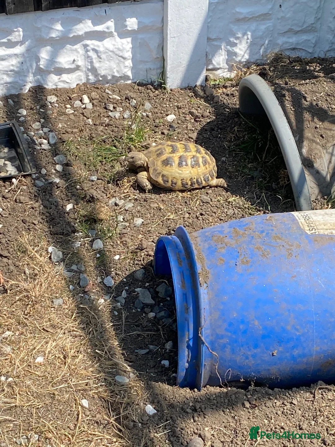 Tortoise reptiles for sale: 12 year old female horsefield  in Barnsley - Advert 2