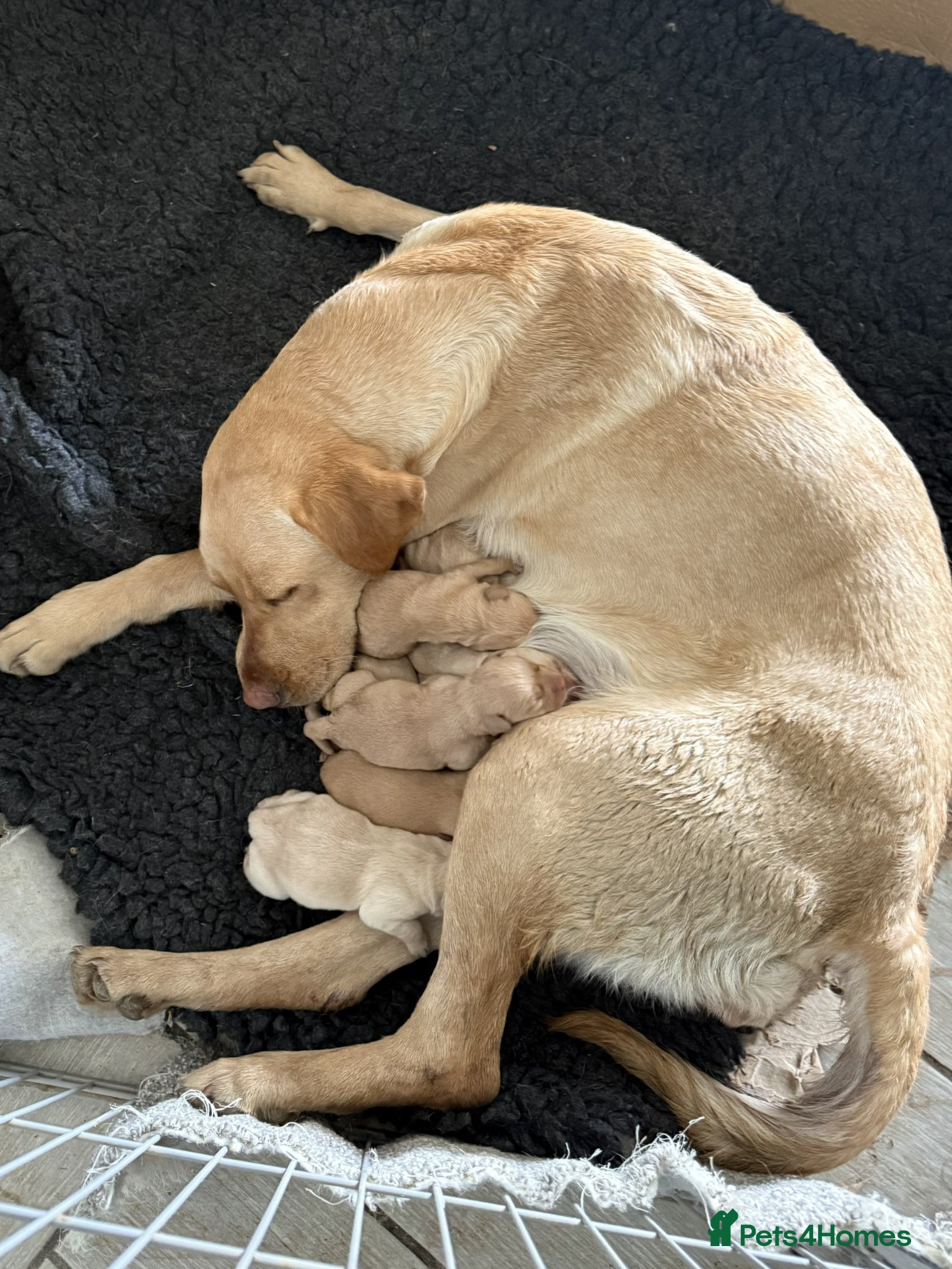 Labrador Retriever dogs Yellow Labrador Puppies For Sale - Advert 1