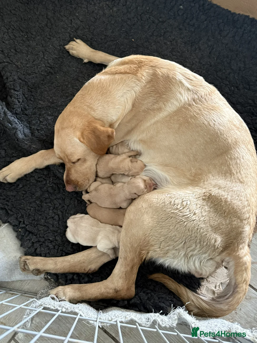 Labrador Retriever dogs for sale: Yellow Labrador Puppies For Sale - Advert 1
