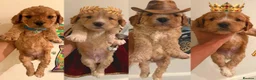 Cockapoo dogs for sale: ✨🐶 Stunning Golden F2 Cockapoo Puppies 🐶✨ - Advert 3