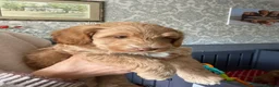 Australian Labradoodle dogs for sale: Australian Labradoodle - Advert 17