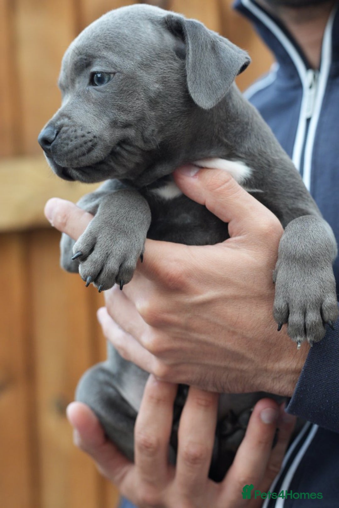 Staffordshire Bull Terrier dogs for sale: 🐾 Staffordshire Bull Terrier Puppies for Sale 🐾 - Image 9