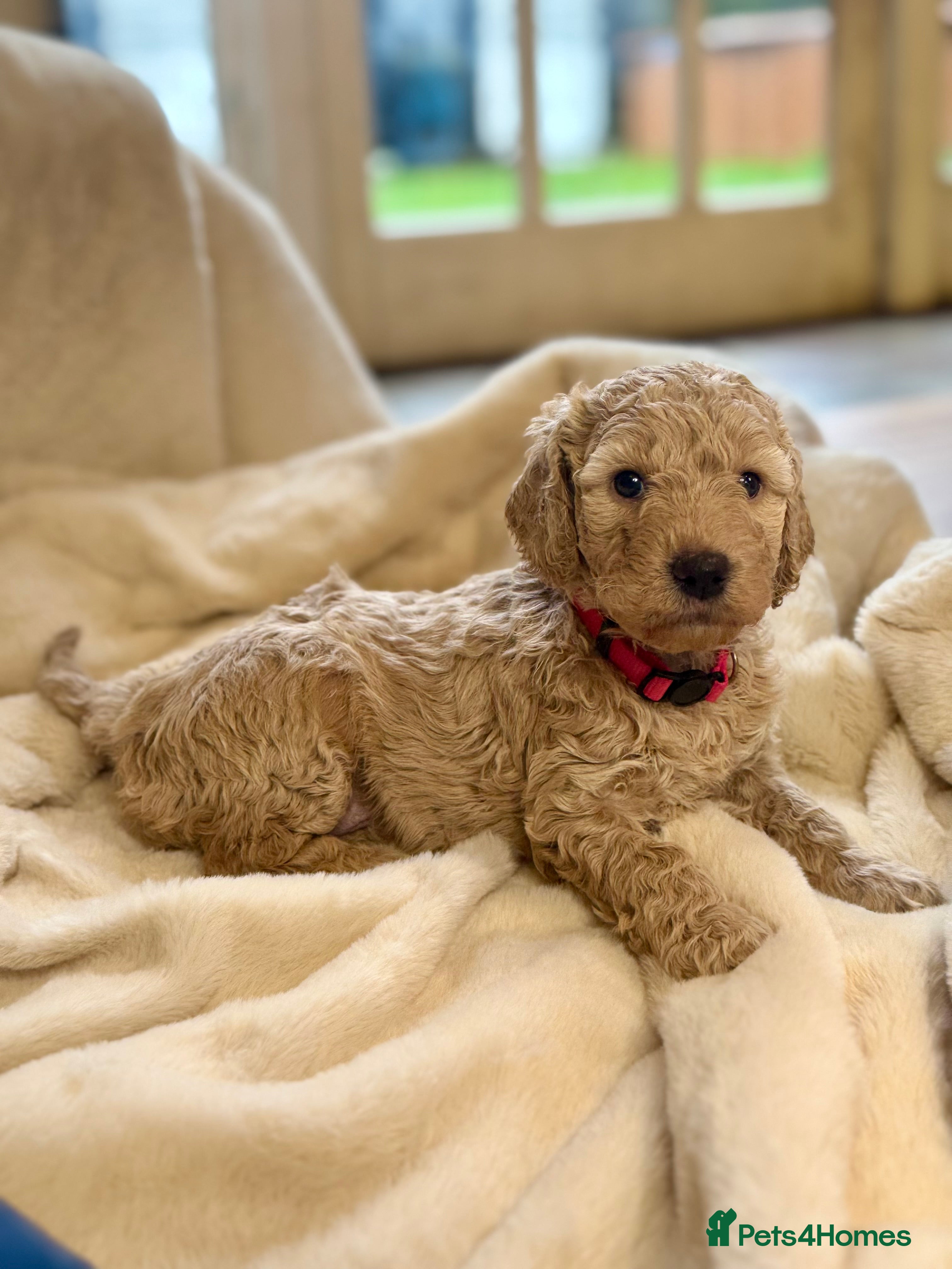 Mini Goldendoodle dogs Miniature Goldendoodle F1b Puppies - Advert 5