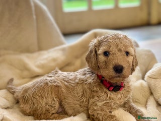 Mini Goldendoodle dogs Miniature Goldendoodle F1b Puppies - Advert 1